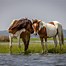 Image result for Assateague Wild Horses