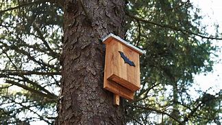 Image result for Best Place to Hang a Bat House