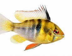 Image result for Common Fish Ram