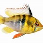 Image result for Different Types of Ram Fish