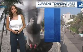 Image result for Pigeon Photobomb