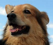 Image result for Large Mix Breed Dogs