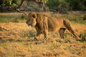 Image result for Stalking Male Lion