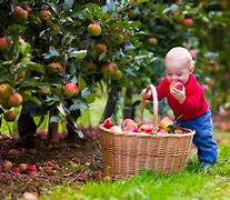Image result for Happy Children Picking Fruit