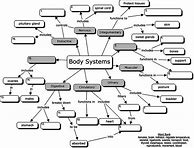 Image result for Printable Human Body Systems