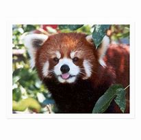 Image result for Red Panda Laughing