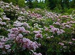 Image result for Spring Wildflowers
