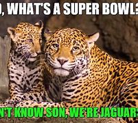 Image result for Jaguars Fan Meme
