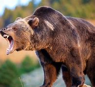 Image result for Scary Bear