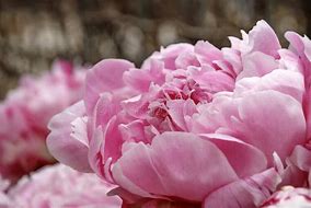 Image result for Peony Bud