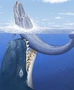 Image result for Biggest Living Animal On Earth