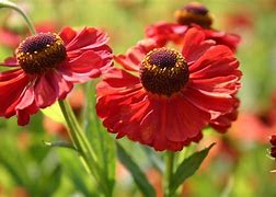 Image result for Helenium Indianersommer