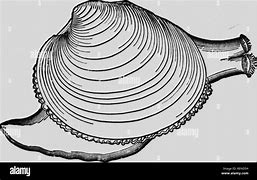 Image result for Ocean Quahog