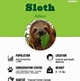 Image result for A Sloth Animal
