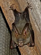 Image result for Lesser False Vampire Bat