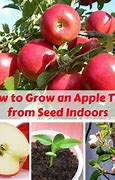 Image result for How to Grow Apple's From Seeds at Home