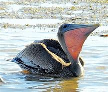 Image result for Florida. Pelican Pouch
