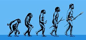 Image result for Homo Sapiens Evolution