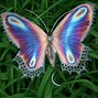 Image result for Butterfly Images. Free