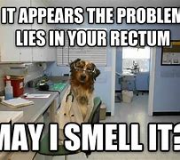 Image result for Medical Dog Meme