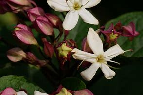 Image result for Clerodendrum trichotomum