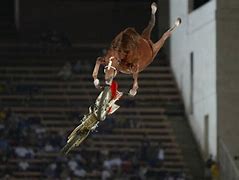 Image result for Crazy Horse Jumping