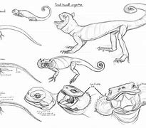 Image result for All Types of Lizards
