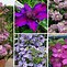 Image result for Types of Clematis Vines