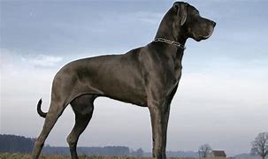 Image result for Top 5 Largest Dog Breeds