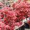 Afbeeldingsresultaten voor Acer palmatum Bloodgood