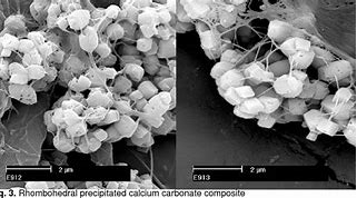 Image result for Precipitated Calcium Carbonate Sem