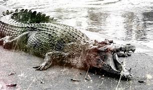 Image result for Crocodile Gustave Killed