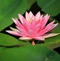 Image result for Container Water Garden