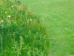 Image result for Garden Grass the Cutted