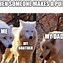 Image result for Wolf Memes Clean