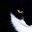 Image result for Cool Cat Eyes