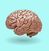 Image result for Head Showing Brain