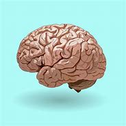 Image result for cervello umano