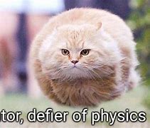 Image result for Floating Cat Meme
