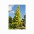 Image result for Metasequoia glyptostroboides Goldrush