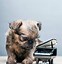 Image result for Dog Playing Piano Meme