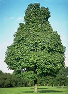 Image result for Acer Platanoides