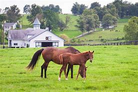 Image result for Pictures of Horse Beeding Farm
