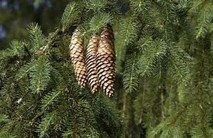 Bildergebnis für Picea abies