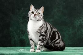 Image result for 猫