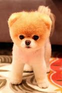 Image result for The Cutest Dog in the Whole World