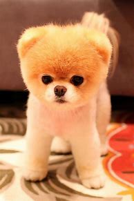 Image result for What's the Cutest Dog in the World