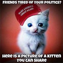 Image result for Cat in the Maga Hat