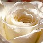 Image result for 7 Roses White Background