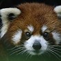 Image result for Panda Face Real